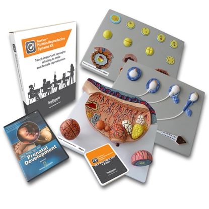 Picture of Human Reproductive Systems Kit
