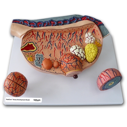 Picture of RealCare Ovary Development Model