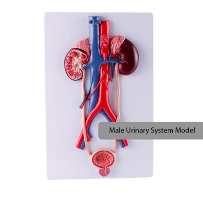 Photo de Realityworks Male Urinary System Model