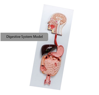 Photo de Realityworks Digestive System Model