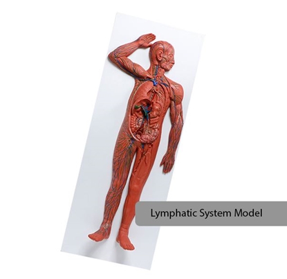 Picture of Realityworks Lymphatic System Model