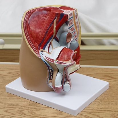 Picture of Realityworks Male Pelvic Cavity Model
