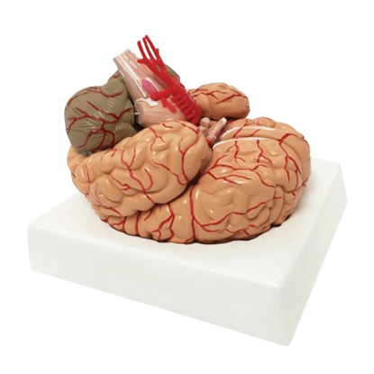 Picture of Brain and Cerebral Arteries Model