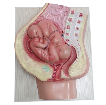 Picture of Realityworks Twin Pregnancy Model Set