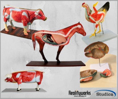 Photo de BARN YARD PACKAGE (Cow, Pig, Horse, Chicken, Cow Ruminant, Pig Stomach, Horse Stomach)