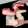 Picture of Horse Stomach Model
