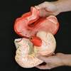 Picture of Pig Stomach Model