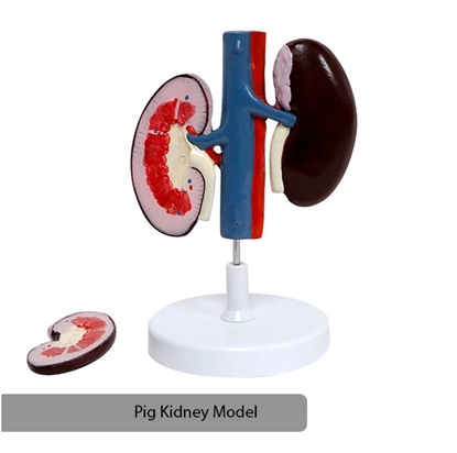 Picture of Pig Kidney Model