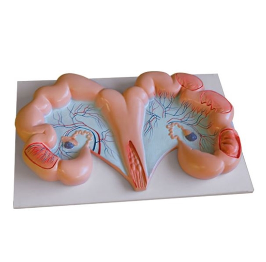 Picture of Pig Uterus Model