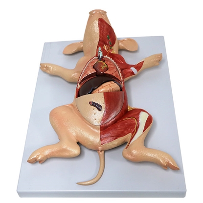 Picture of Dissection Fetal Pig Model
