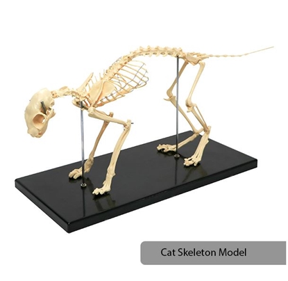 Picture of Cat Skeleton Model