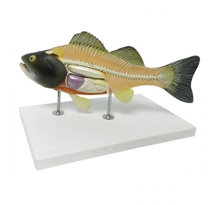 Picture of Fish Model
