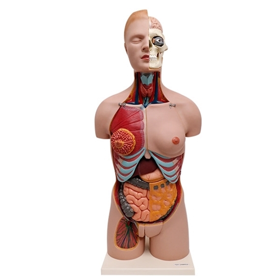 Picture of Human Torso Natural Size Model