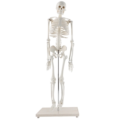 Picture of Human Skeleton Table Top Size