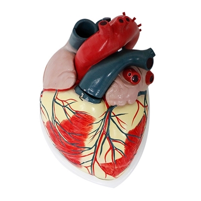 Picture of Human Heart Model