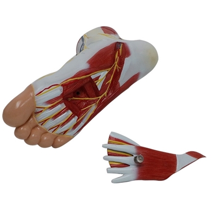Picture of Human Foot Anatomy Model