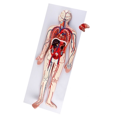 Picture of Circulatory System Model