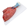 Picture of Respiratory System Model