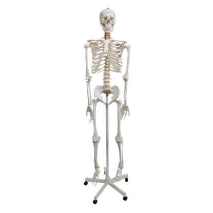 Photo de Realityworks Human Skeleton Natural Size