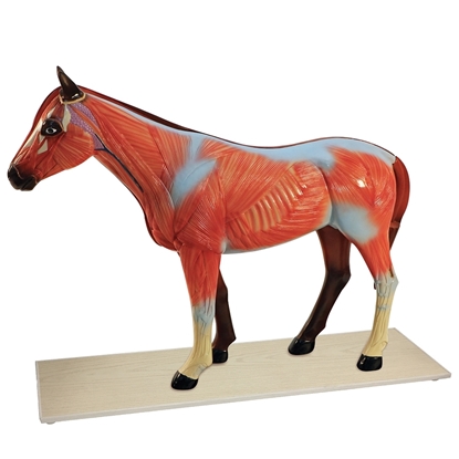 Picture of Horse Anatomy Model
