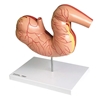 Picture of Horse Stomach Model
