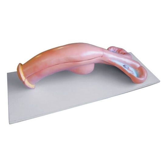 Picture of Cow Uterus Model