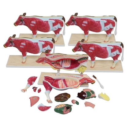 Picture of Small Cow Model Set (5-pack)