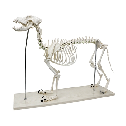 Picture of Large Dog Skeleton Model