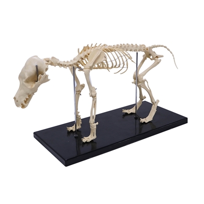 Picture of Small Dog Skeleton Model