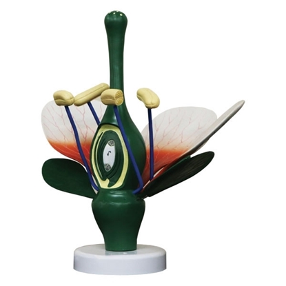 Picture of Dicot Flower Model