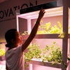 Picture of Plant Producer Educational Hydroponics System
