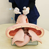 Picture of Advanced Airway Intubation Simulator