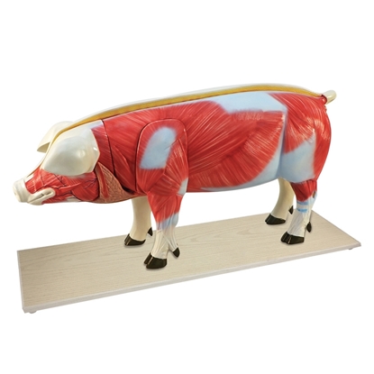 Picture of Pig Model
