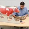 Picture of Cow Model