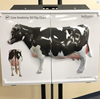 Picture of Cow Anatomy 3D Flip Chart