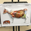 Photo de Cow Anatomy 3D Flip Chart