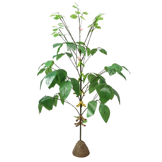 Photo de Soybean plant model