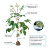 Photo de Soybean plant model