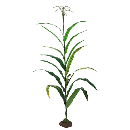 Picture of Corn Stalk Model