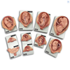 Photo de Fetal Development Kit