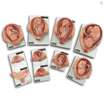 Picture of Fetal Development Kit