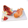 Picture of RealCare Birth Model Set (3 piece)