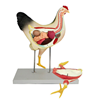 Picture of Chicken Model