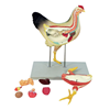Picture of Chicken Model