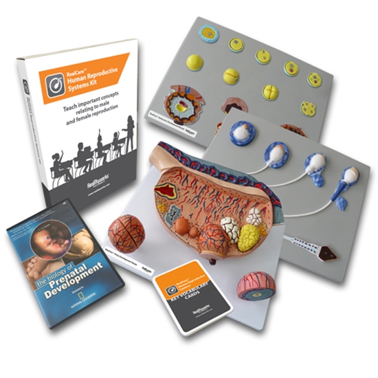 Photo de Human Reproductive Systems Kit