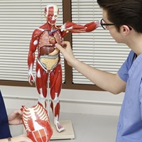Picture of Muscular Figure Table Top Size