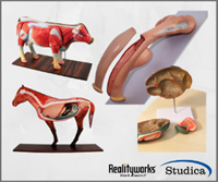 Photo de FARMLAND PACKAGE (Cow, Pig, Horse, Chicken, Cow Ruminant, Pig Stomach, Horse Stomach, Cow Uterus, Horse Uterus, Pig Uterus)