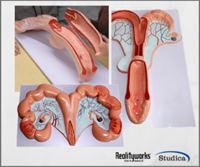 Picture of 3 Animal Reproductive Bundle (Cow, Horse, and Pig Uteri)
