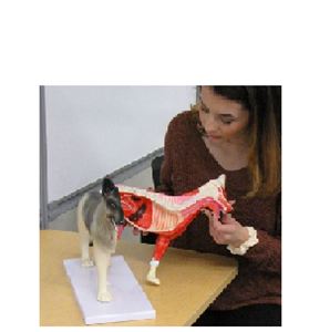 Image de la catégorie Anatomical Models