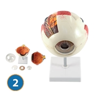 Eye Anatomy Model